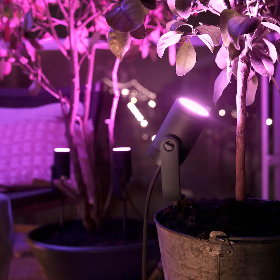 Lily: rọi sáng cây cảnh khi đêm xuống